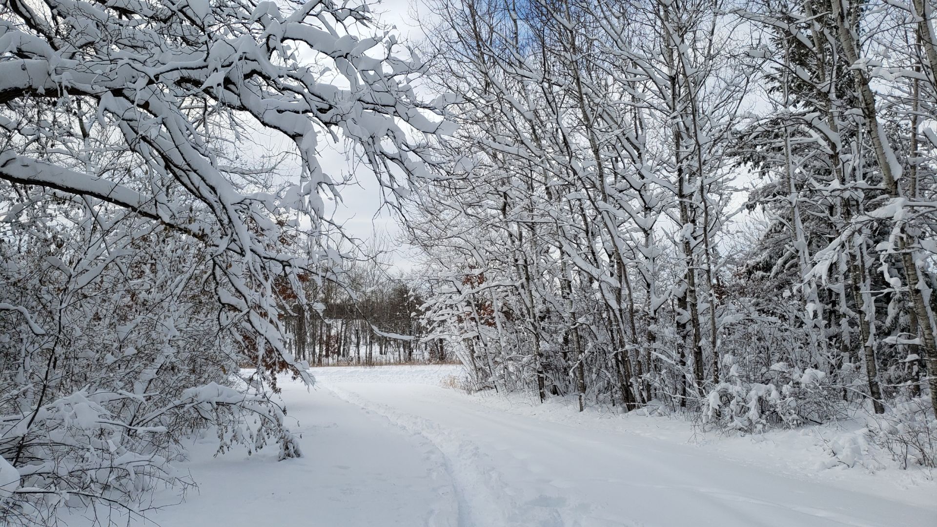 Winter wonderland